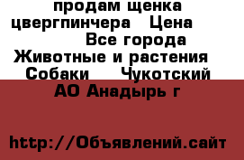 продам щенка цвергпинчера › Цена ­ 15 000 - Все города Животные и растения » Собаки   . Чукотский АО,Анадырь г.